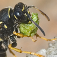 Polistes spec
